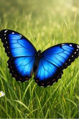 butterflies