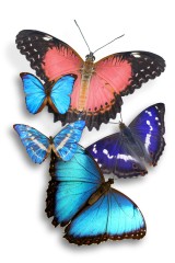 butterflies