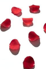 rose petals