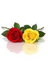 two roses
